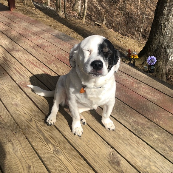 Meet your Posher, Jeanie - Picture 9 of 16